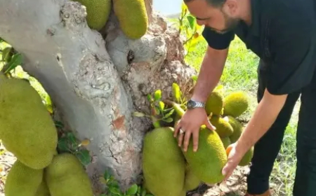 قصة نجاح مزارع.. فاكهة الأغنياء تنمو في اليمن