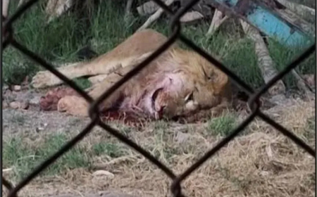 حادثة مفجعة.. أسد ينقض على رأس حارسه في حديقة الحيوان بصعيد مصر