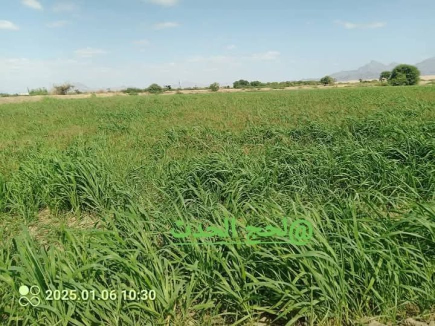 نجاح زراعة القمح في لحج: خطوة لتعزيز الأمن الغذائي