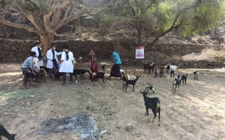 مقبنة: إنطلاق حملة تحصين واسعة لحماية الثروة الحيوانية من الأمراض الوبائية