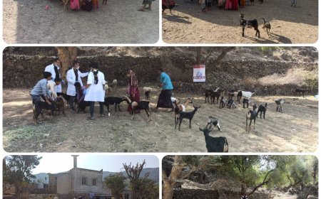 تعز.. انطلاق حملة تحصين واسعة لحماية الثروة الحيوانية من الأمراض الوبائية في مقبنة