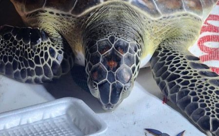 تزايد أعمال صيد السلاحف في العاصمة عدن