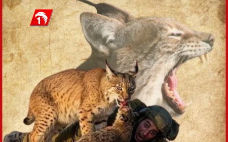 بالفيديو وشق مصري مفترس يهاجم جنود إسرائيليين ويفتك بهم.. تفاصيل القصة