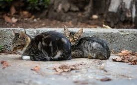 طفل يشعل الغضب  في بلد عربي و ذلك بسبب .شنق وعذب 15 قطا