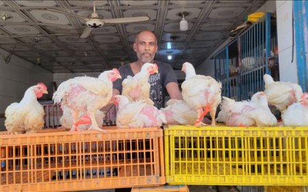تغير مُفاجئ في أسعار الدجاج (الحي) بعدن 