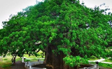 سقوط جزء من "شجرة الغريب" إحدى أقدم المعالم الطبيعية في تعز