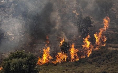 الحرائق تشتعل في تل ابيب  .. ما سببها ؟