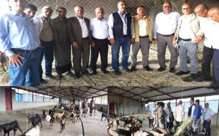 وفد من "الفاو" يطلع على إجراءات الحجر البيطري للماعز في المخا والمسراخ بتعز