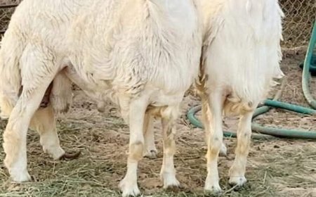 كبش ينهي حياة طفل صغير في الحديدة