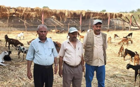 مدير زراعة تعز يتفقد الماعز قبيل توزيعها في المخاء ويوجه بتشديد الرقابة على المعايير