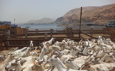 ميناء المكلا يستقبل عشرات السفن الخشبية المحملة بالأغنام القادمة من الصومال استعداداً لعيد الأضحى