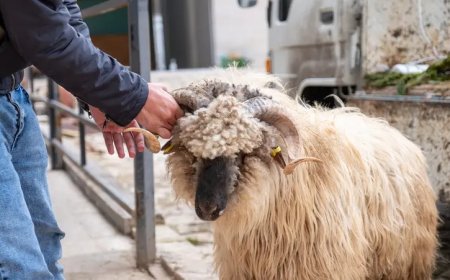 جزارو تركيا يفشلون في ذبح الأضاحي و سقوط الآلاف المصابين .. تفاصيل