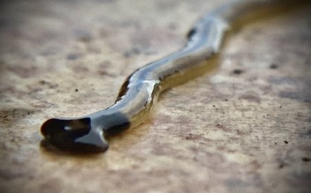 ولاية أميركية تمتلئ بديدان سامة ! ماذا حدث