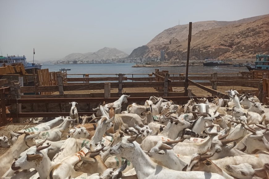 ميناء المكلا يستقبل عشرات السفن الخشبية المحملة بالأغنام القادمة من الصومال استعداداً لعيد الأضحى