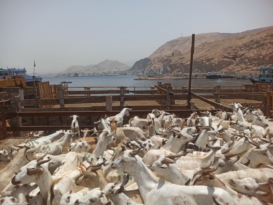 ميناء المكلا يستقبل عشرات السفن الخشبية المحملة بالأغنام القادمة من الصومال استعداداً لعيد الأضحى
