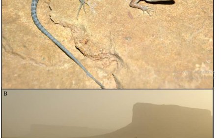 اكتشاف نوع جديد من السحالي في الجزيرة العربية بمشاركة باحث من جامعة عدن