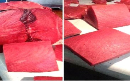 أسعار الأسماك اليوم الإثنين فى عدن 14