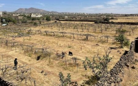 تقرير دولي يحذر من موجة حر وجفاف يهددان أجزاء واسعة في اليمن