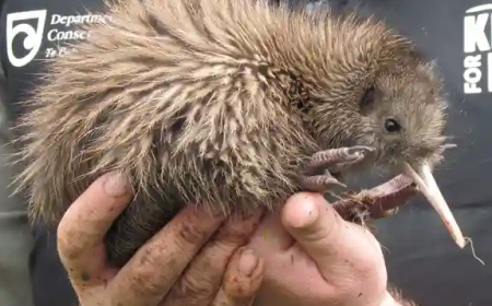 معجزة في نيوزيلندا.. الكيوي القزم يعود للحياة بعد قرون من اختفائه