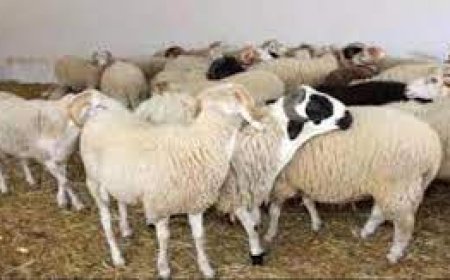 أسعار للمواشي المحلية اليوم السبت 26 يوليو بالعاصمة عدن