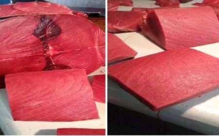 أسعار الأسماك صباح اليوم الثلاثاء 29 يوليو بالعاصمة عدن