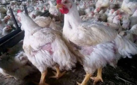 صنعاء.شبح الغلاء يهدد موائد اليمنيين مع تفاقم أزمة الأعلاف وتعطل إنتاج الدواجن