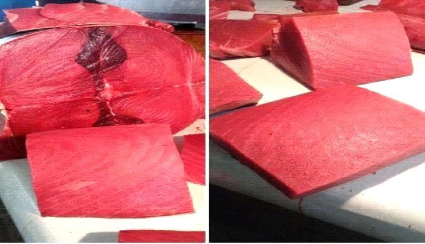 أسعار الأسماك اليوم الجمعة فى عدن 4 يوليو