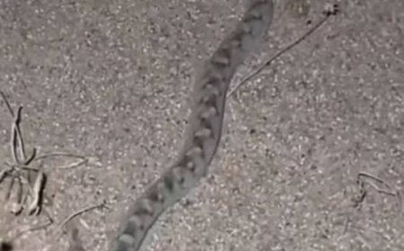 حجة.وفاة أربعة أشقاء بلدغات ثعابين في مديرية عبس