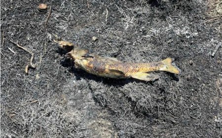 حرائق في كندا بسبب سمكة سقطت من السماء  !