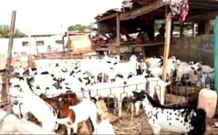 نشرة اسعار المواشي المحلية في عدن اليوم الخميس