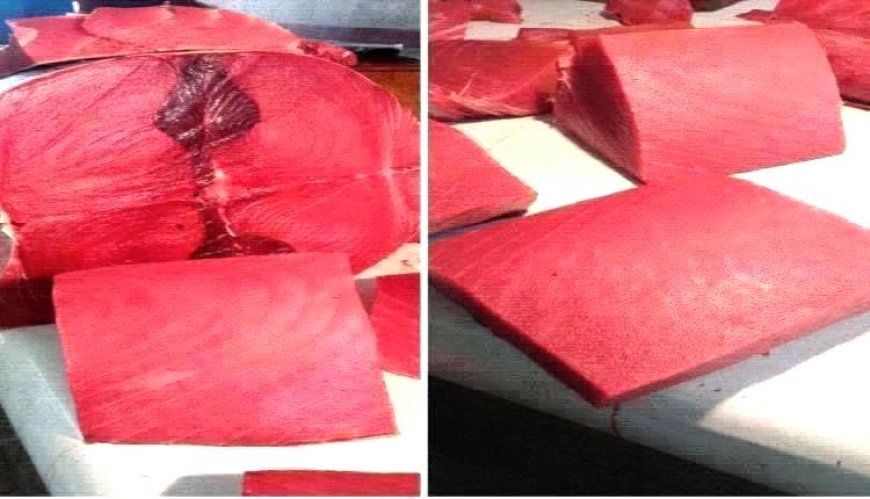 أسعار الأسماك اليوم الخميس فى عدن