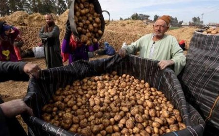 خطير وكارثي.. (500) طن من بذور البطاطا الملوثة تصل مأرب والجوف (تفاصيل)