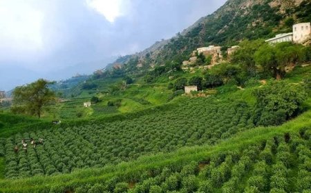 الحوثي يخسر أحد أذرعه القمعية: قنبلة الغضب تطيح بأحد القيادات الحوثية المأزومه بمحافظة حجة.