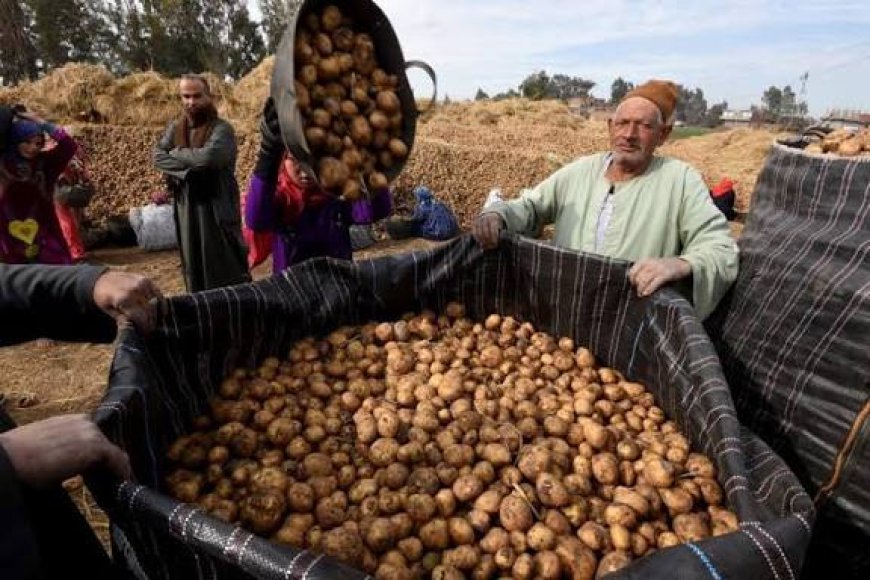 خطير وكارثي.. (500) طن من بذور البطاطا الملوثة تصل مأرب والجوف (تفاصيل)