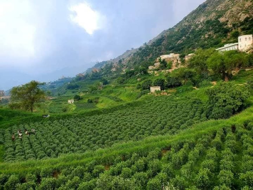 الحوثي يخسر أحد أذرعه القمعية: قنبلة الغضب تطيح بأحد القيادات الحوثية المأزومه بمحافظة حجة.