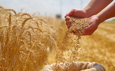 القمح يرتفع في الأسواق العالمية.