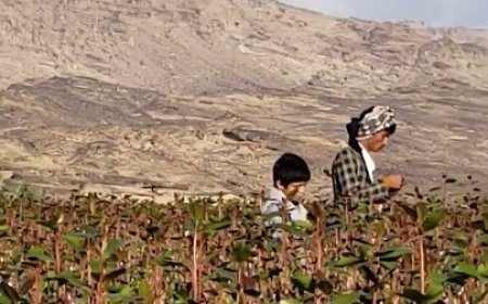 جريمة مؤسفة بسبب (القات)!!. (1) قتيل و(3) جرحى في اشتباك مسلح في رداع بالبيضاء