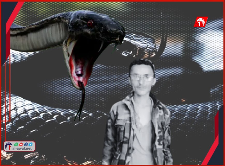 تحذيرات من (الأسود الخبيث).. قاتل لا يرحم!.. وفاة شاب في إب إثر لدغة سامة منه!!