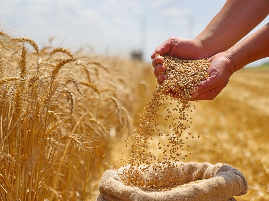 القمح يرتفع في الأسواق العالمية.