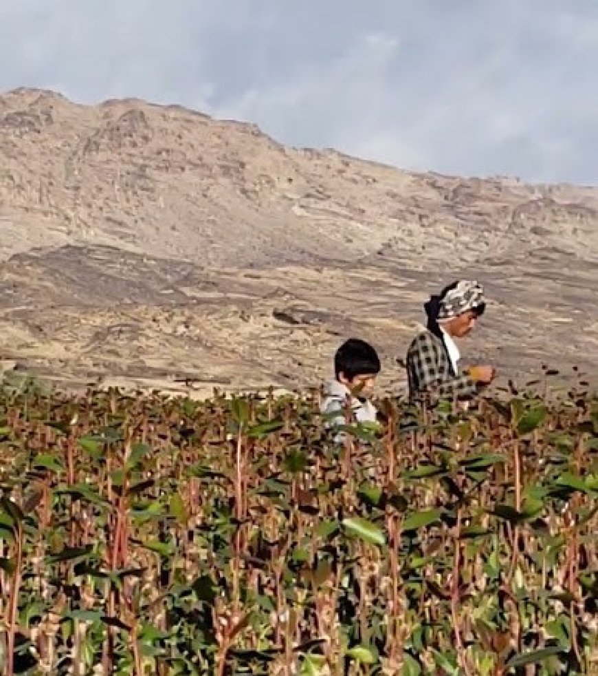 جريمة مؤسفة بسبب (القات)!!. (1) قتيل و(3) جرحى في اشتباك مسلح في رداع بالبيضاء