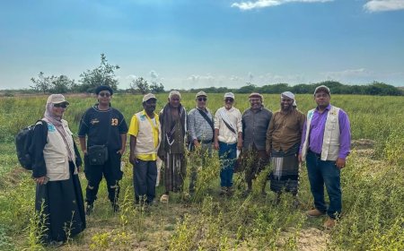 محطة أبحاث الكود الزراعية تدشن اليوم الحقل لمنتجي محاصيل الحبوب بأبين    