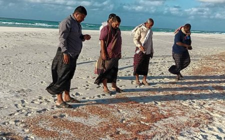 بتوجيه الوزير السقطري .. نزول فريق من هيئة المصائد السمكية في سقطرى لدراسة ظاهرة نفوق الروبيان 