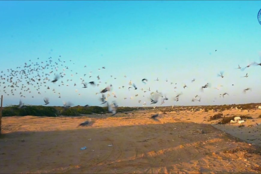 محافظة شبوة تشهد سباقًا تراثيًا للحمام الزاجل بروح التنافس والأصالة