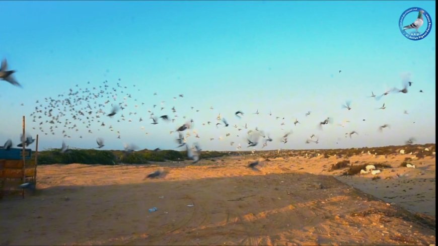محافظة شبوة تشهد سباقًا تراثيًا للحمام الزاجل بروح التنافس والأصالة