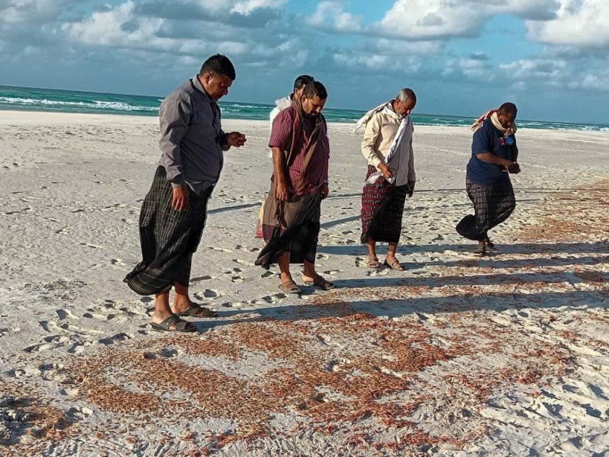 بتوجيه الوزير السقطري .. نزول فريق من هيئة المصائد السمكية في سقطرى لدراسة ظاهرة نفوق الروبيان 