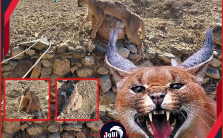 صور صادمة انقراض وشيك.. اصطياد حيوان (الوشق البري النادر) بلحج يفجر موجة غضب!