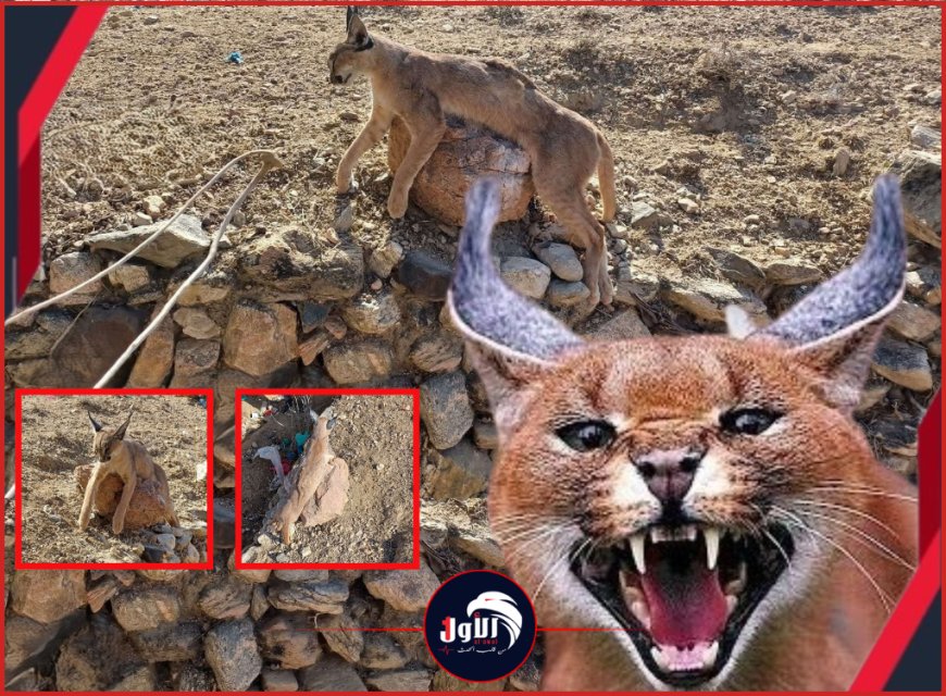 صور صادمة انقراض وشيك.. اصطياد حيوان (الوشق البري النادر) بلحج يفجر موجة غضب!