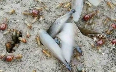 الشظوة.. حشرة الربيع اليمني بين الموروث الغذائي ووشوشة الاندثار