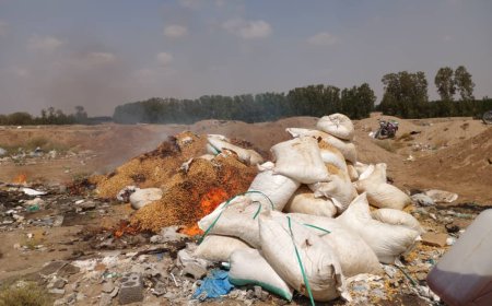 إتلاف ( 6 ) أطنان من الفول السوداني غير صالحة للإستهلاك الآدمي في مديرية المنصورة بعدن