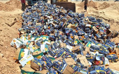 محطة الحجر النباتي بمنفذ شحن في المهرة تتلف 2864 كرتون برتقال متعفن